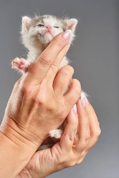 manos de mujer sosteniendo gatito blanco recién nacido. - protection domestic cat animal head cub fotografías e imágenes de stock
