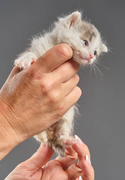 manos de mujer sosteniendo gatito blanco y gris recién nacido. - protection domestic cat animal head cub fotografías e imágenes de stock