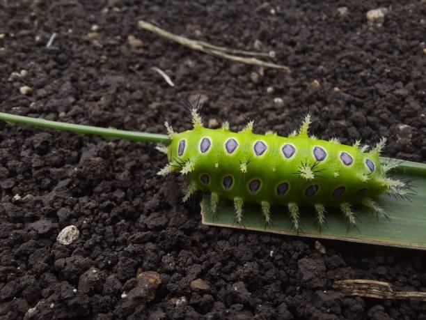 istock poisonous Phlossa conjucta caterpillar 1731370137