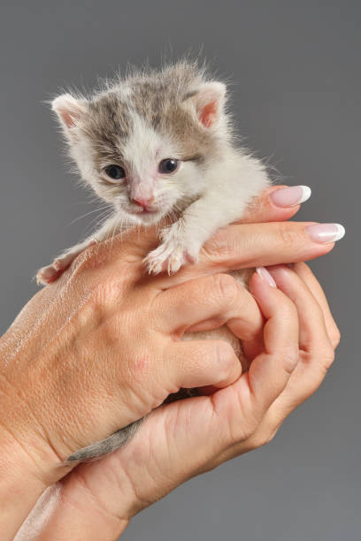 manos de la mujer sosteniendo al gatito recién nacido. - protection domestic cat animal head cub fotografías e imágenes de stock