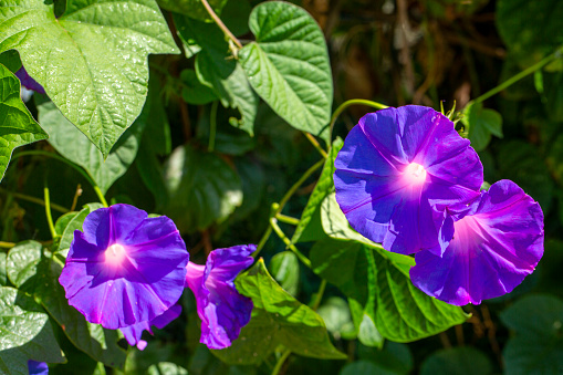 Ipomoea purpurea (Purple morning glory) flower