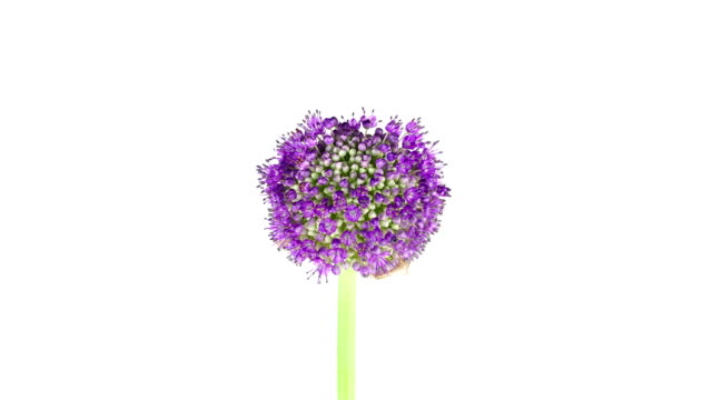 Purple Allium Flower; TIME LAPSE