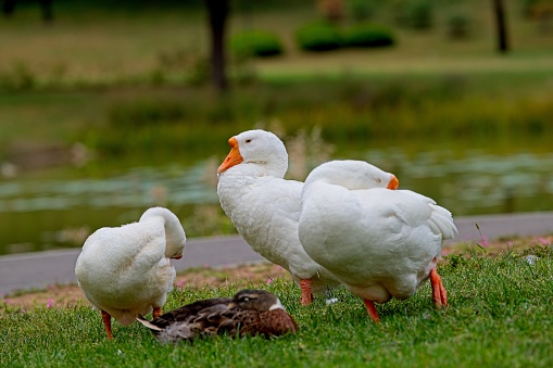 Several geese gathered in the grass beside the lake to receive food in the Centennial park of Mogi das Cruzes