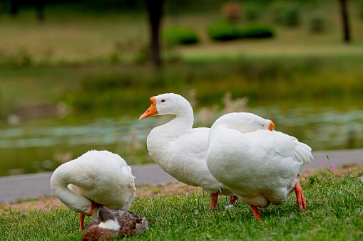 The Chinese is an international breed of domestic goose, known by this name in Europe and in North America. Unlike the majority of goose breeds, it belongs to the knob geese and are characterised by a prominent basal knob on the upper side of the bill. It originates in China, where there are more than twenty different breeds of knob goose.