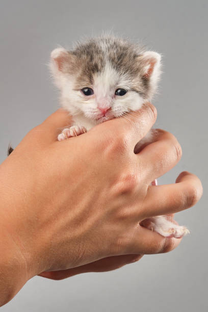 manos de mujer sosteniendo gatito recién nacido. - protection domestic cat animal head cub fotografías e imágenes de stock