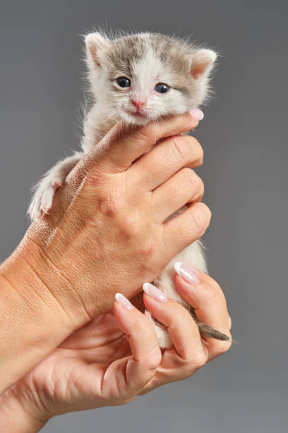 brazos femeninos sosteniendo gatito recién nacido sobre un fondo gris. - protection domestic cat animal head cub fotografías e imágenes de stock