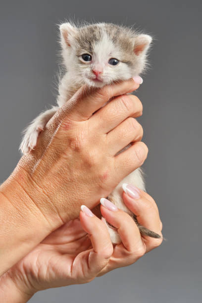 braccia femminili che tengono il gattino neonato su uno sfondo grigio. - protection domestic cat animal head cub foto e immagini stock