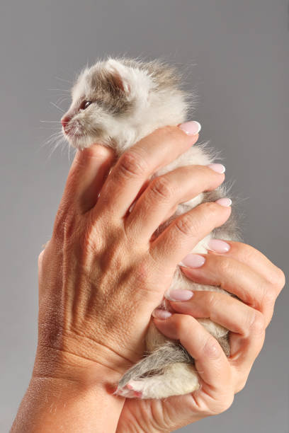 istock Woman's hands holding newborn kitten. 1731389450