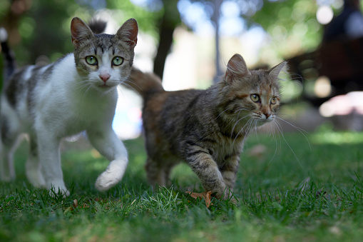 playful tabby white cat running and jumping on green lawn outdoors in the back yard