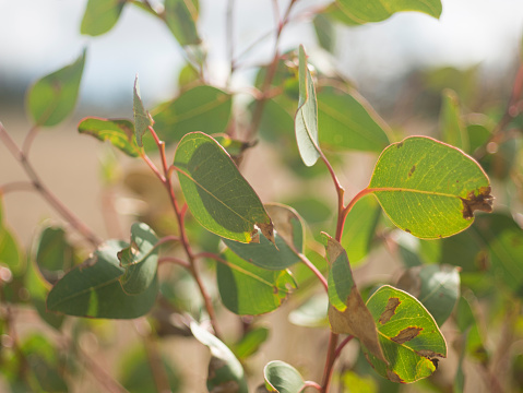 Close up view of eucalyptus leaves in Australian countryside with out of focus background.