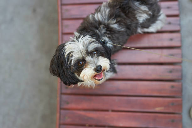 black and white color petite dog breed posing over wooden park elements