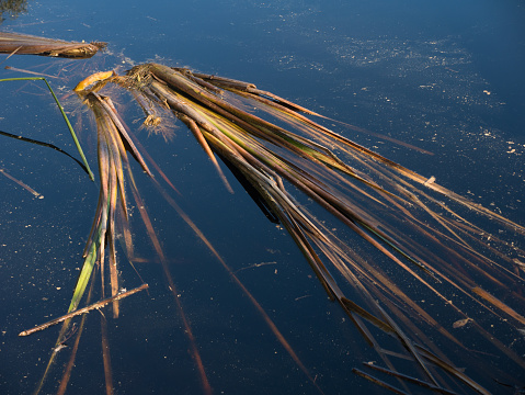 Loose reeds floating on the surface of water on a sunny day in South Australia, Australia.