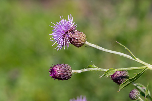 Close up of a Creeping Thistle, Cirsium arvense a small purple thistle in rural Minnesota, USA.