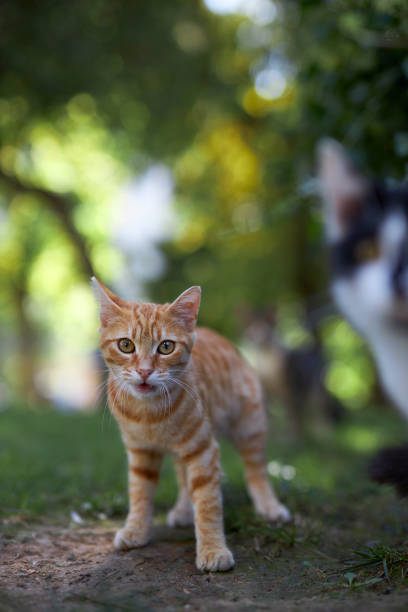 istock Ginger cat looking around at garden 1731417273