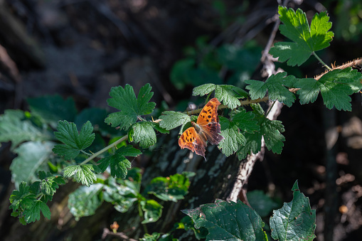 A Question Mark Butterfly, Polygonia interrogationis who has battered wings on a Gooseberry plant in rural Minnesota, USA.