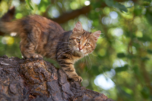 kitten observing around for hunting