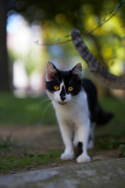 istock black and white stray cat sitting 1731421788