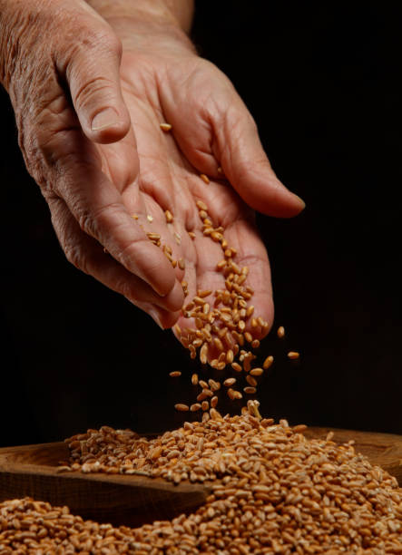 istock Wheat grains falling  from hands in a wooden bowl on a dark background. 1731426232