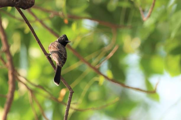 istock Bird on branch. Red vented bulbul. 1731429552