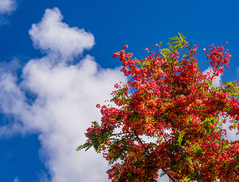 Crimson and yellow blossoms of the Rainbow Shower tree back lit by the sun against a blue sky on Kauai