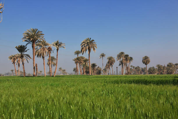 campo de papiros en amarna a orillas del nilo, egipto, áfrica - amarna fotografías e imágenes de stock