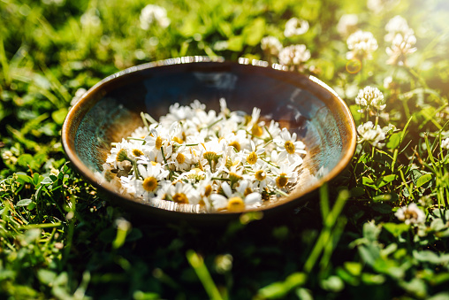 Fresh camomile in a bowl. Herbal Gathering, herbal medicine concept.