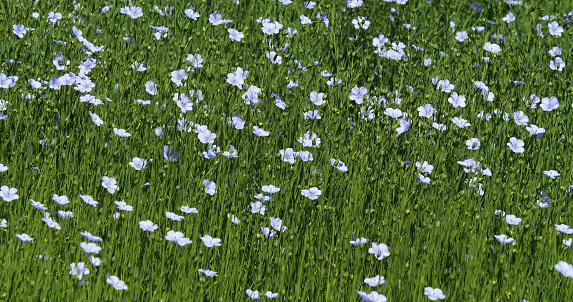 Cultivated flax, linum usitatissimum, field in bloom, Wind, Normandy in France
