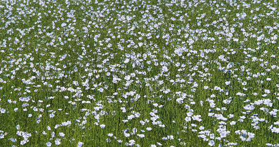 Cultivated flax, linum usitatissimum, field in bloom, Wind, Normandy in France