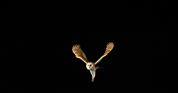 Barn Owl, tyto alba, Adult in flight, Normandy in France