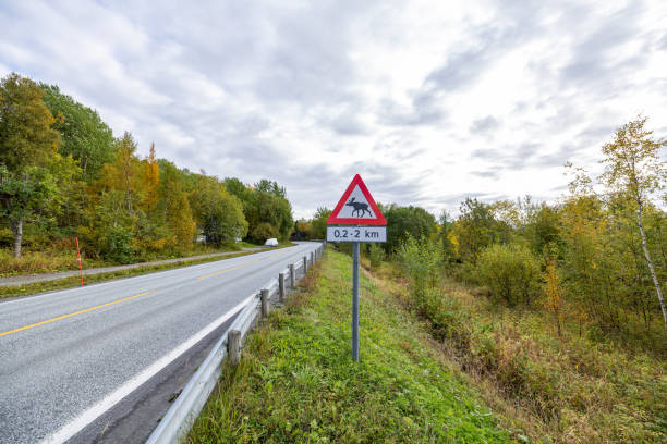 elchkreuzung warnschild - moose crossing sign stock-fotos und bilder