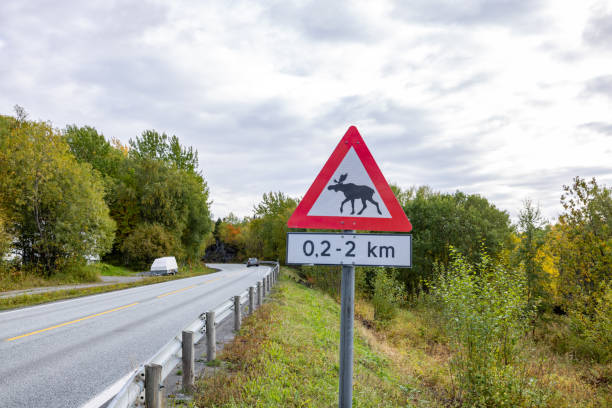 elchkreuzung warnschild - moose crossing sign stock-fotos und bilder