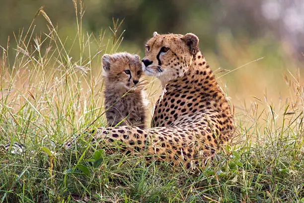 Photo of Cheetah and Cub