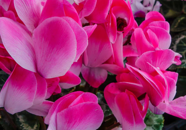 istock Pink flowers blooming at the garden 1731461368
