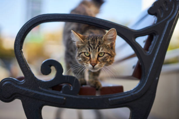 a homeless cat feeling confident and bored at city life