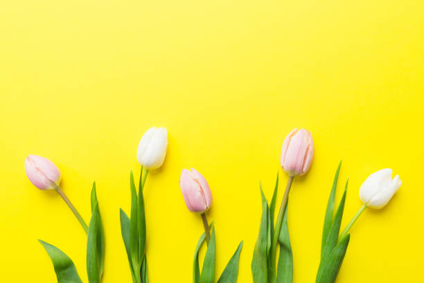 istock Pink and white tulips on a colored holiday frame Background. Floral spring background for March 8, birthday, mother's day. copy space top view flat lay 1731465378