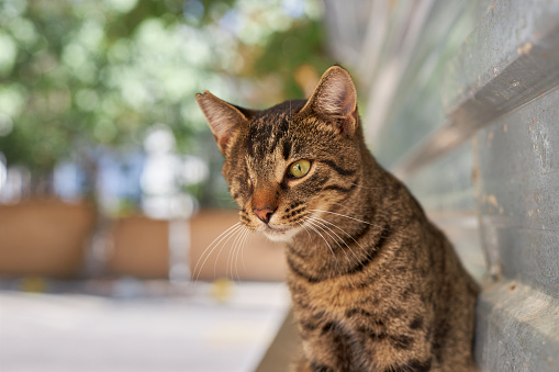 close-up photo series of a tabby stray cat with one eye on street