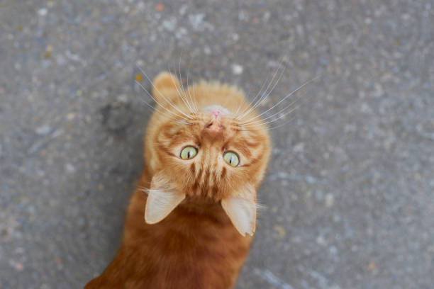 stray orange cat looking up on a concrete floor