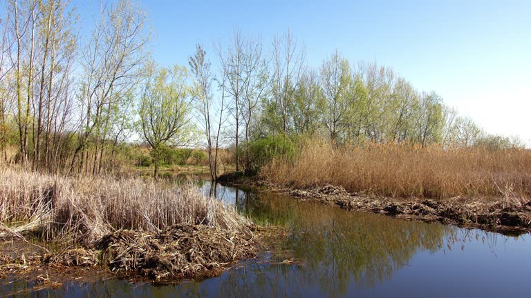 Aerial footage of a Jegricka nature reserve in Vojvodina