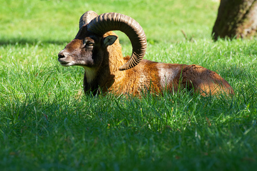 mouflon ram with large horns is resting in a green grass on an a sunny day