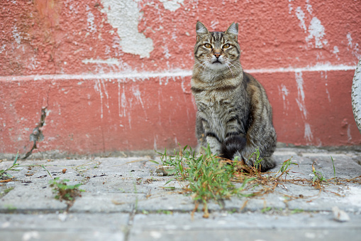 stray cat standing on sidewalk