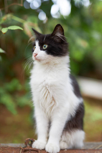 istock black and white stray cat sitting 1731479641