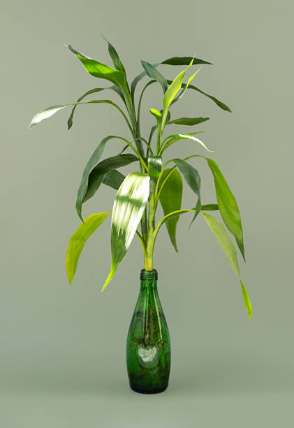 istock Lucky bamboo growing in water. Greenery still life. 1731480176
