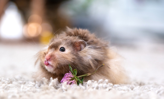 Funny fluffy Syrian hamster eats clover flower, shows the tongue, screaming, surprised with his mouth open. Food for a pet rodent, vitamins. Close-up, humor