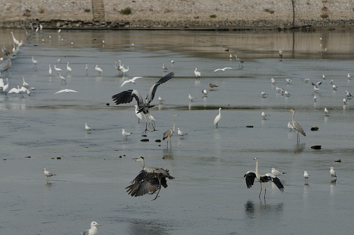 Egrets and other birds are entertained at a wetland park in Shandong province, China.