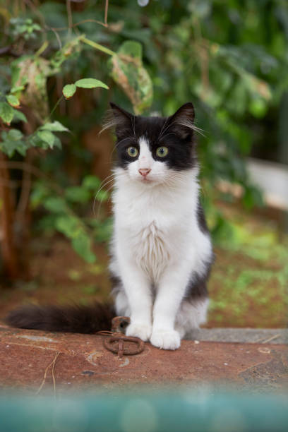 istock black and white stray cat sitting 1731484801