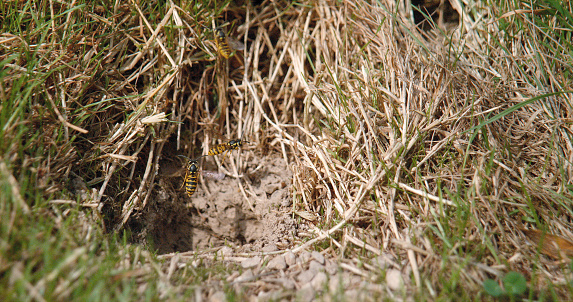 Common Wasp, vespula vulgaris, Adult in Flight, Adults flying above the Nest in the Earth, Normandy in France
