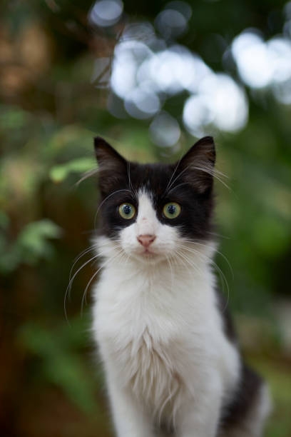 istock black and white stray cat sitting 1731489183