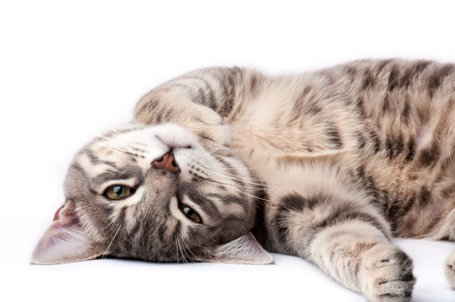 Tabby cat lying on back and looking at camera