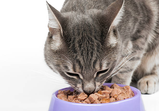 Comida de Gato - foto de acervo