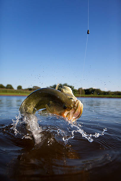 Róbalo de boca grande saltar fuera del agua - foto de stock